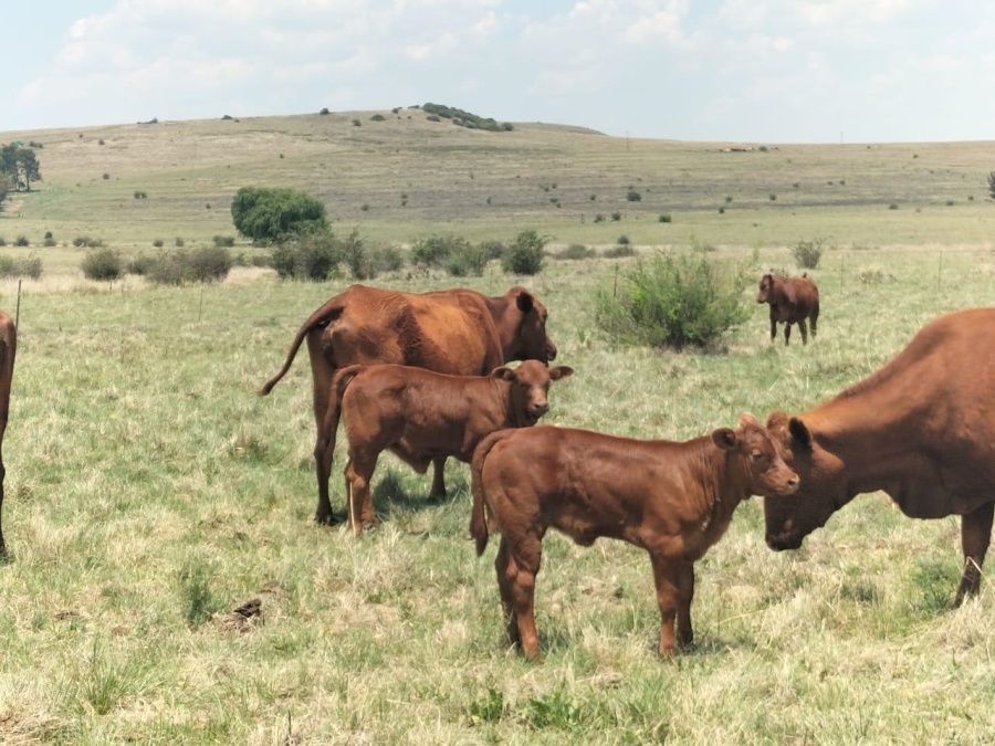 0 Bedroom Property for Sale in Bethlehem Rural Free State